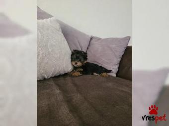 Ράτσα: Γιόρκσάϊρ τεριέ - Yorkshire Terrier | Ηλικία: 2,5 μηνών | Φύλο: Αρσενικό | Αρ. Microchip: 578823961323173 | Περιοχή: Ηράκλειο, Κρήτη